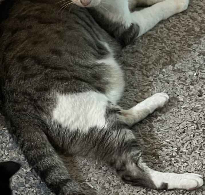 Photo of Ace