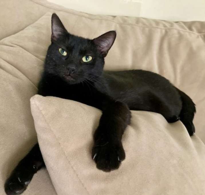 Photo of Catie (Shadow)