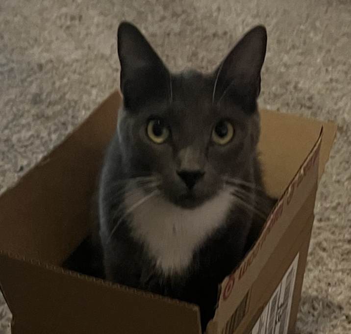 Photo of Shadow