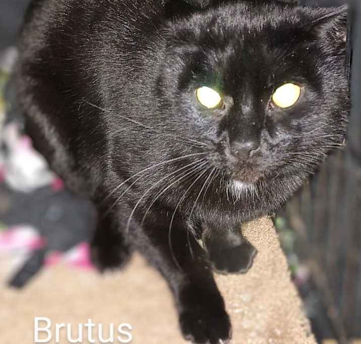 Photo of Brutus
