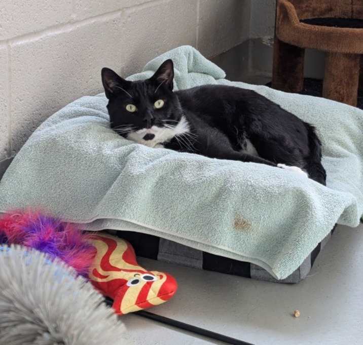 Photo of Oreo Cookie