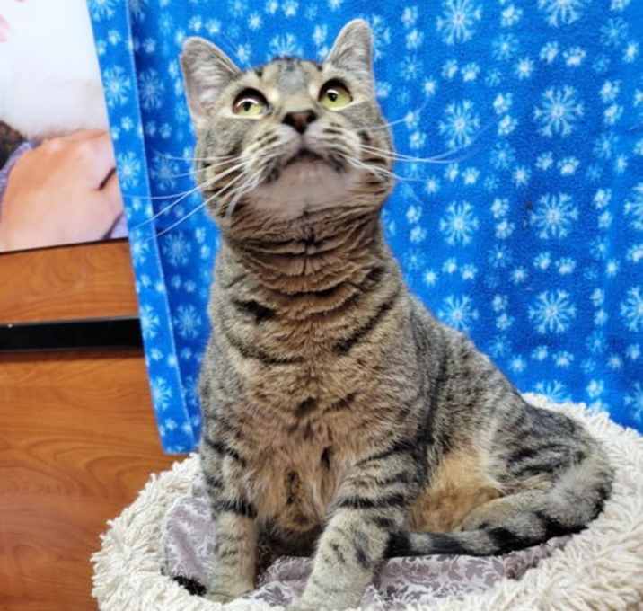 Photo of Marigold