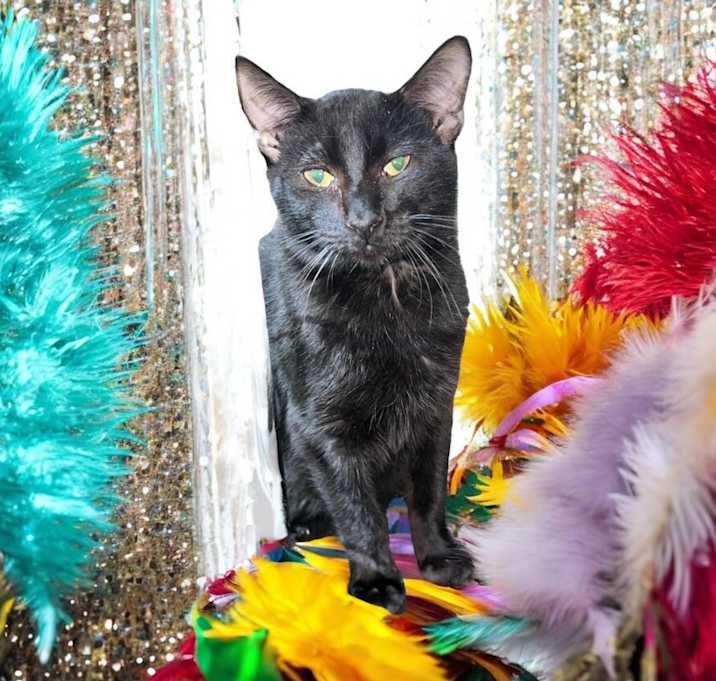 Photo of Onyx