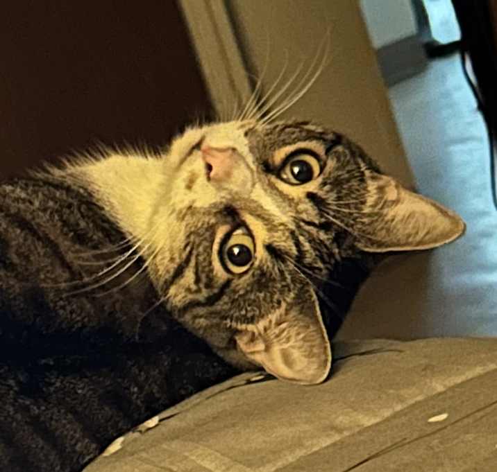 Photo of Rexie
