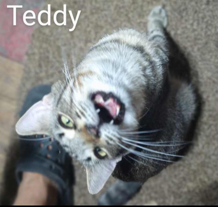 Photo of Teddy