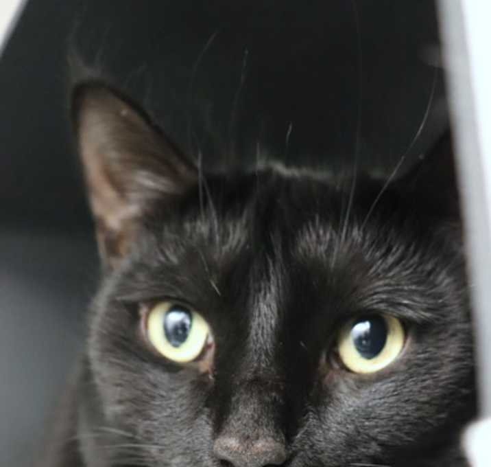 Photo of Milo