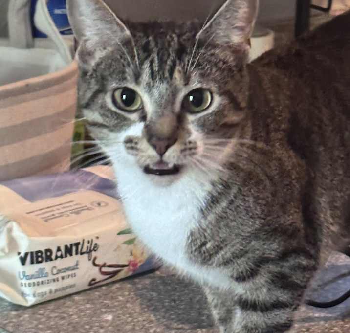 Photo of Stella