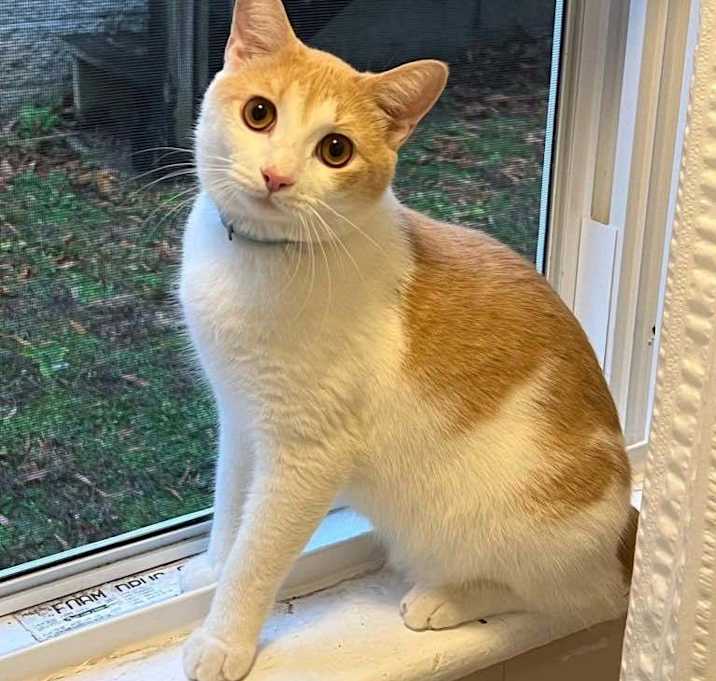 Photo of Copper