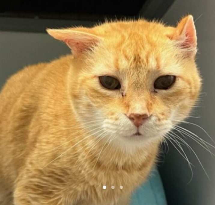 Photo of Tigeress