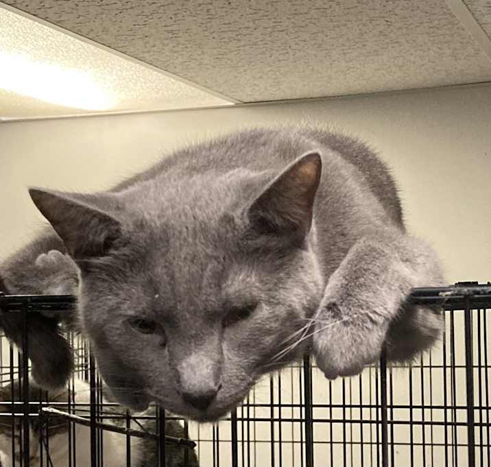 Photo of Bradley bonded with Smudge