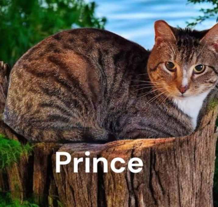 Photo of Prince