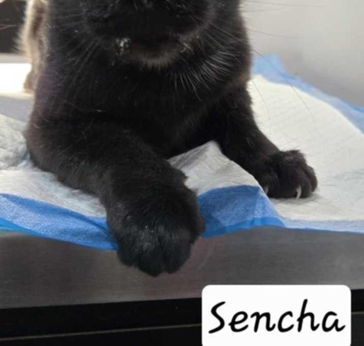 Photo of Sencha