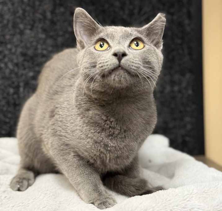 Photo of Smokey