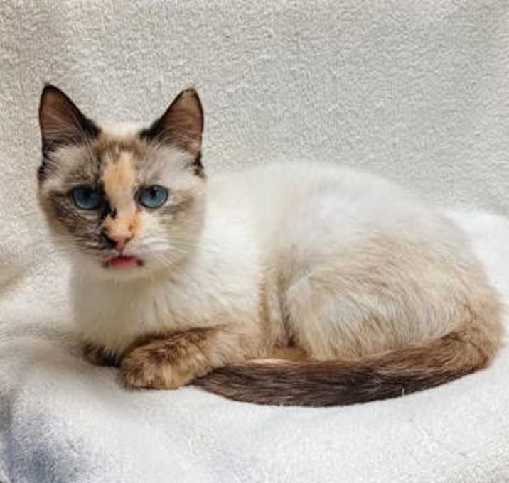 Photo of Cinnamon