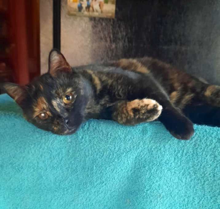 Photo of Polly (Community Assist)