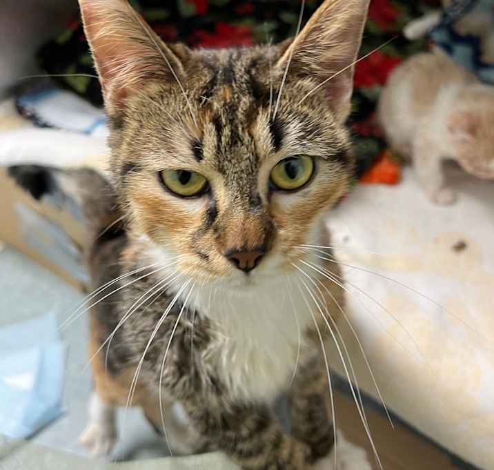 Photo of Ginger
