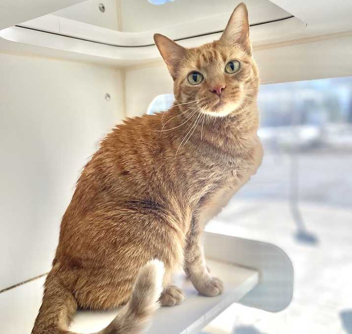 Photo of Shadow