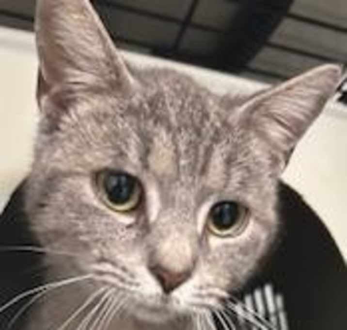 Photo of Kitty