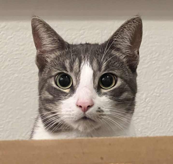 Photo of Chai