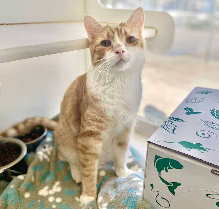 Photo of Mango