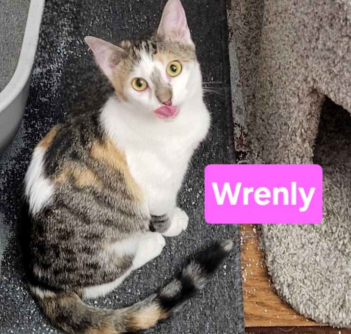 Photo of Wrenly
