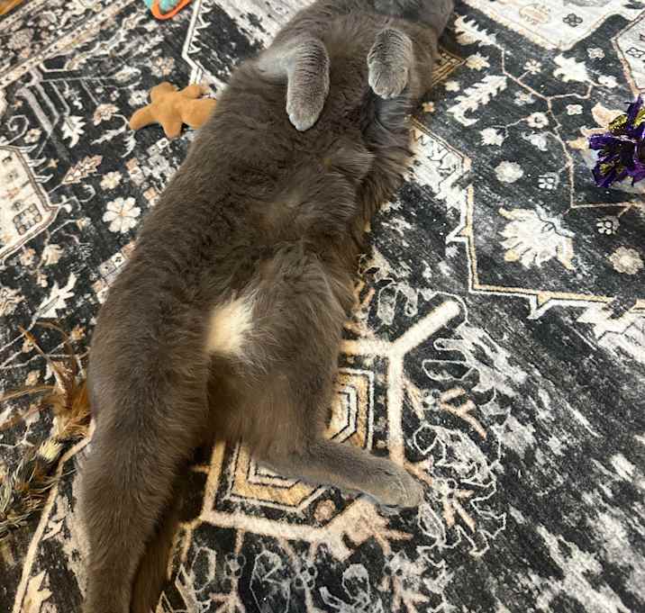 Photo of Roman
