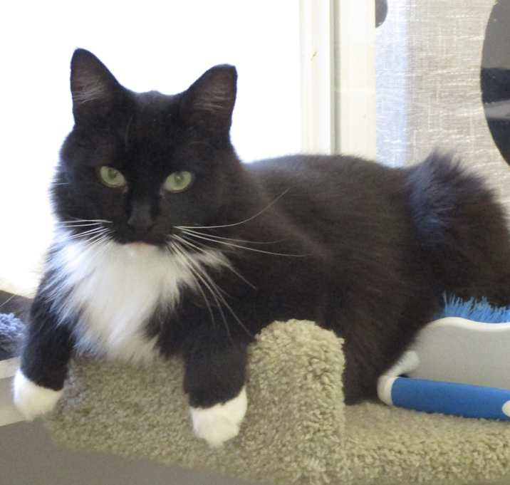 Photo of Mr. Tibbs