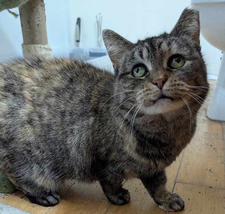 Photo of Lil Sweetie