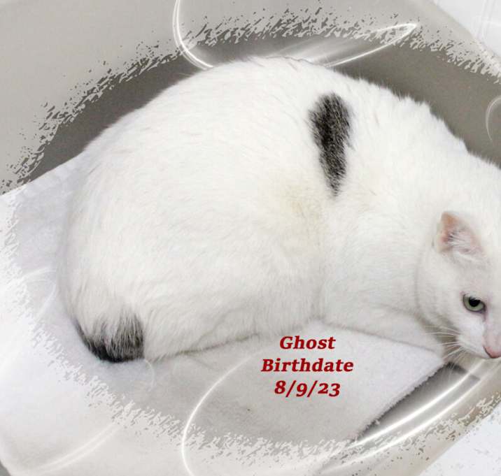 Photo of Ghost