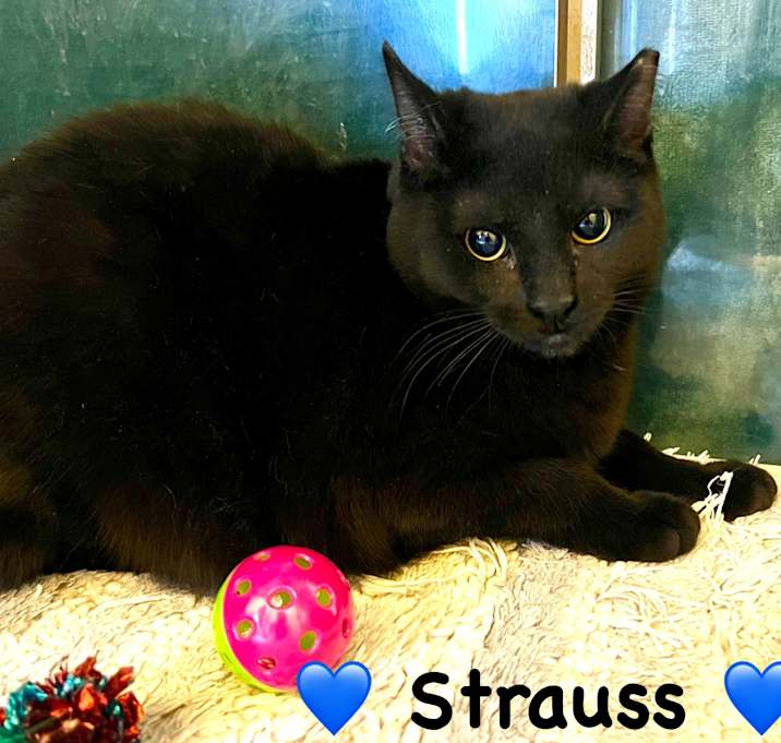 Photo of Strauss