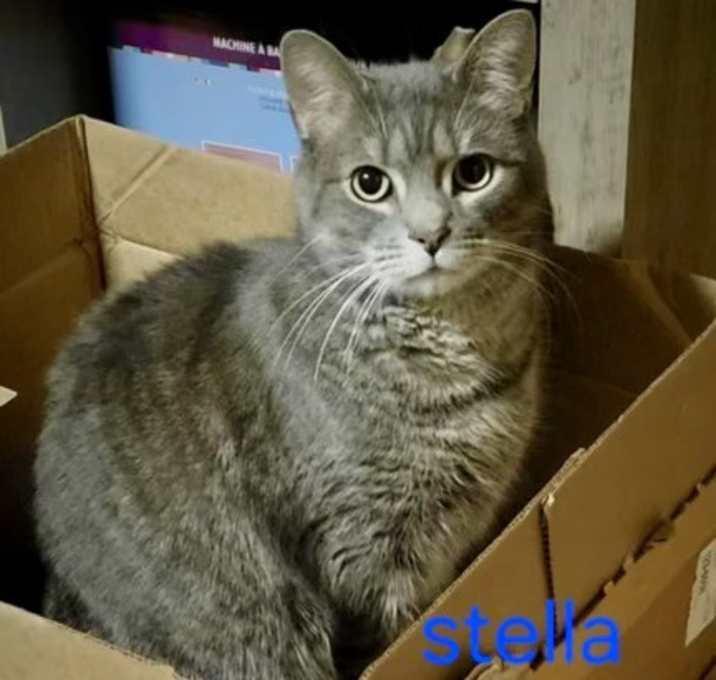 Photo of Stella