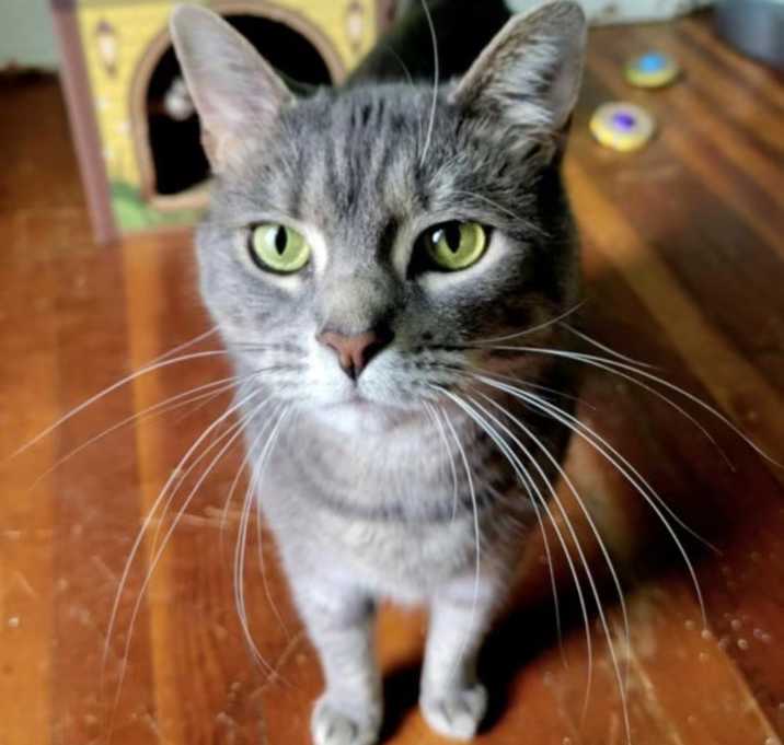 Photo of Smokey