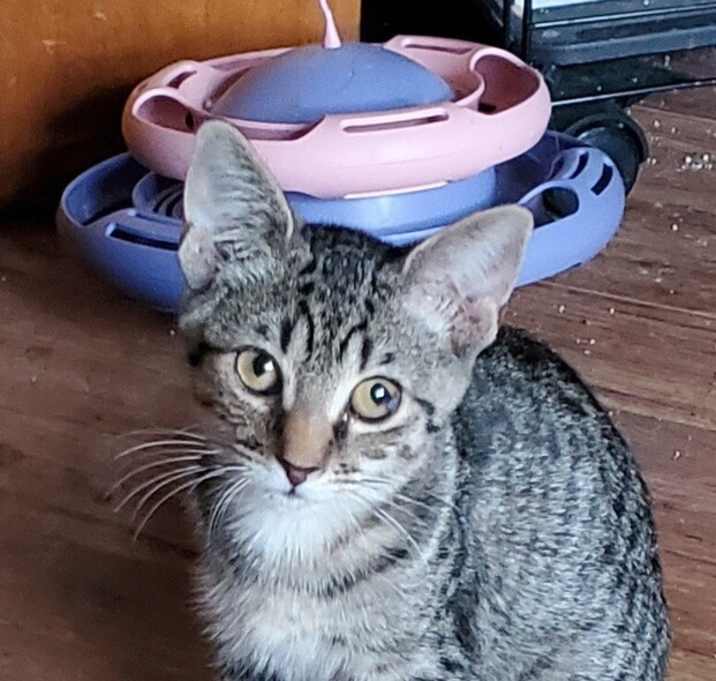 Photo of T Kitties : Tommy