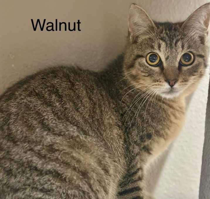 Photo of Walnut