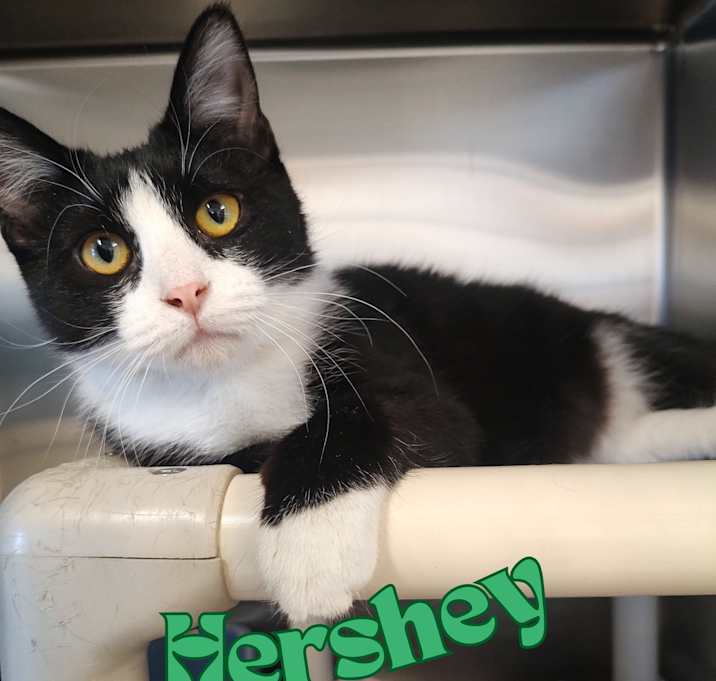 Photo of Hershey