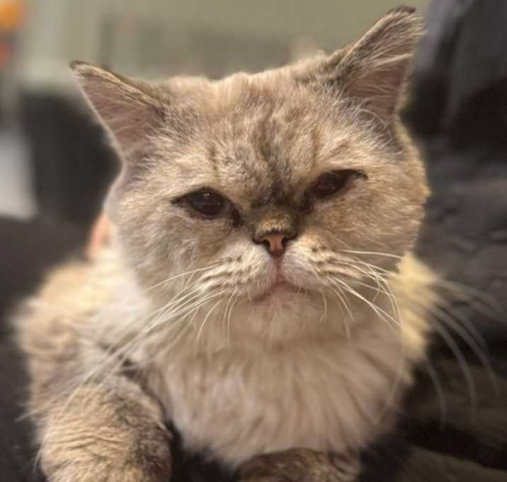 Photo of Gandolf - Senior Persian at Germantown Petco