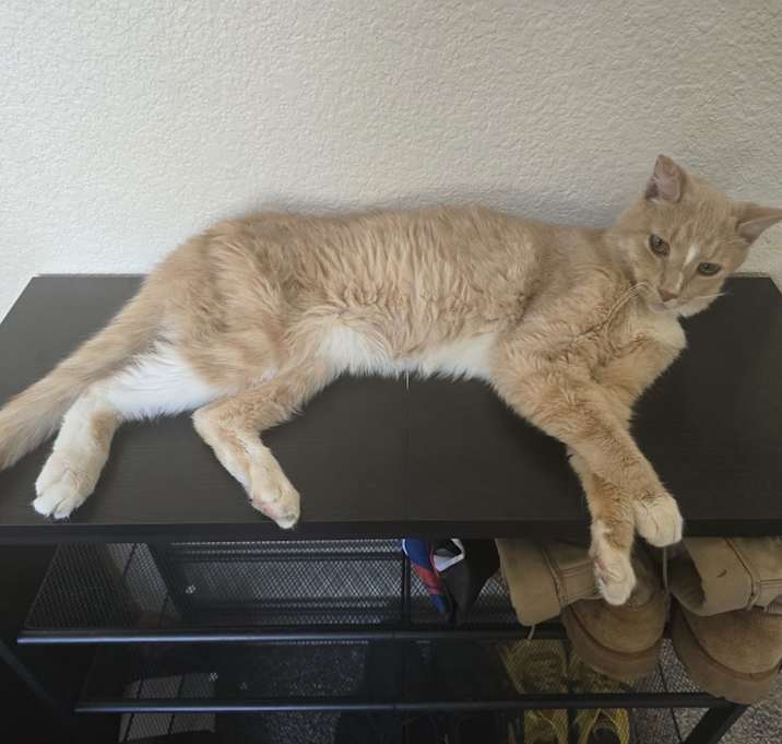 Photo of Toast