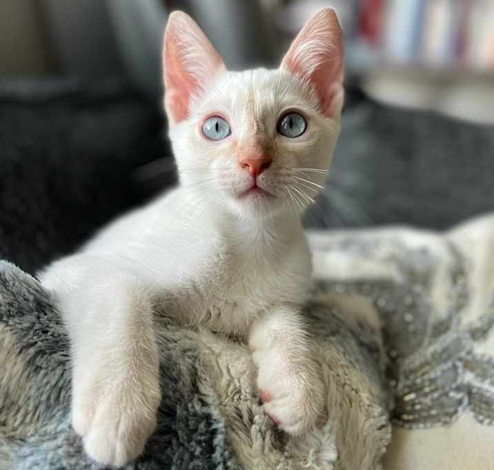 Photo of Biscuit