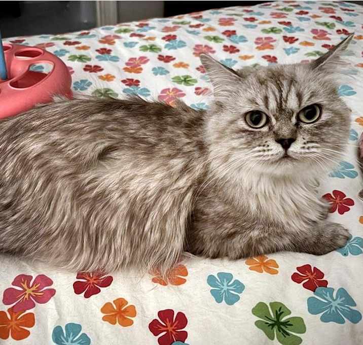 Photo of Moon aka Luna