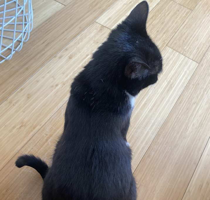 Photo of Pinta