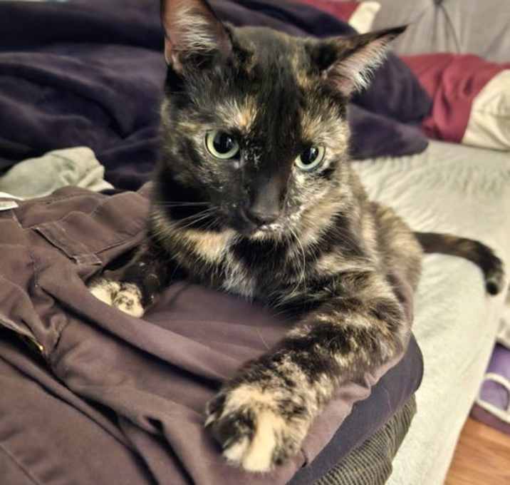 Photo of Cosmo