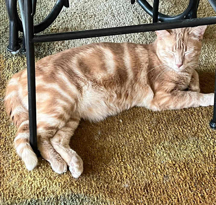 Photo of Big Red