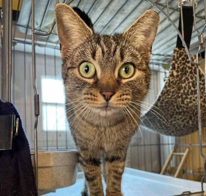 Photo of Petunia
