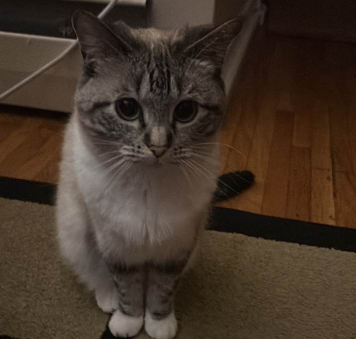 Photo of Whiskerette