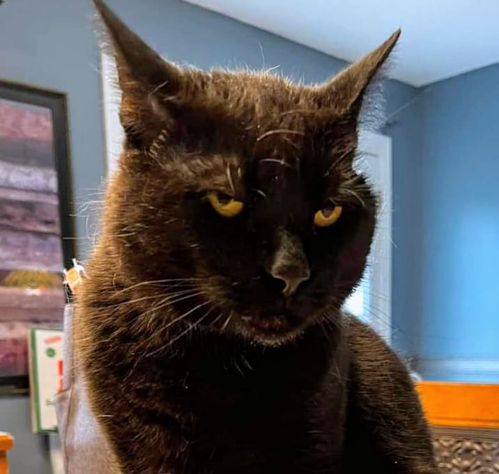 Photo of Binx