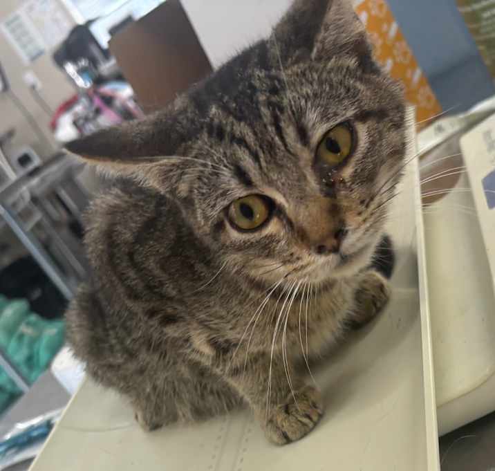 Photo of Timon