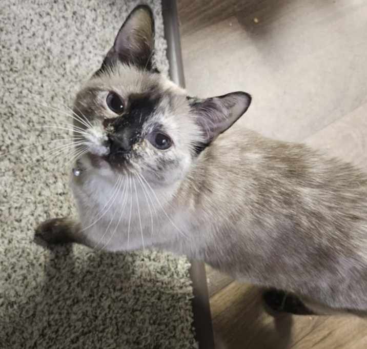 Photo of Muffin