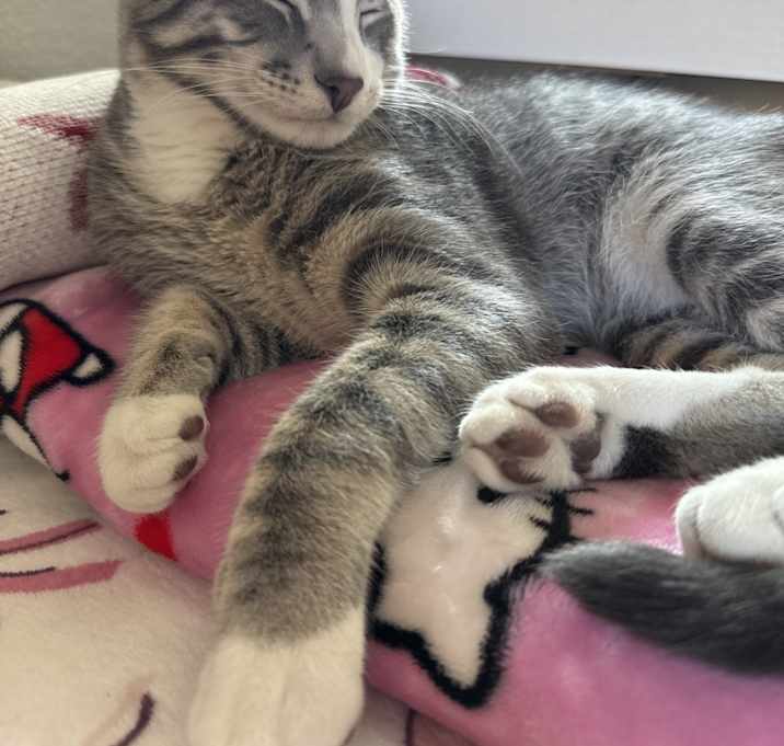 Photo of Leo