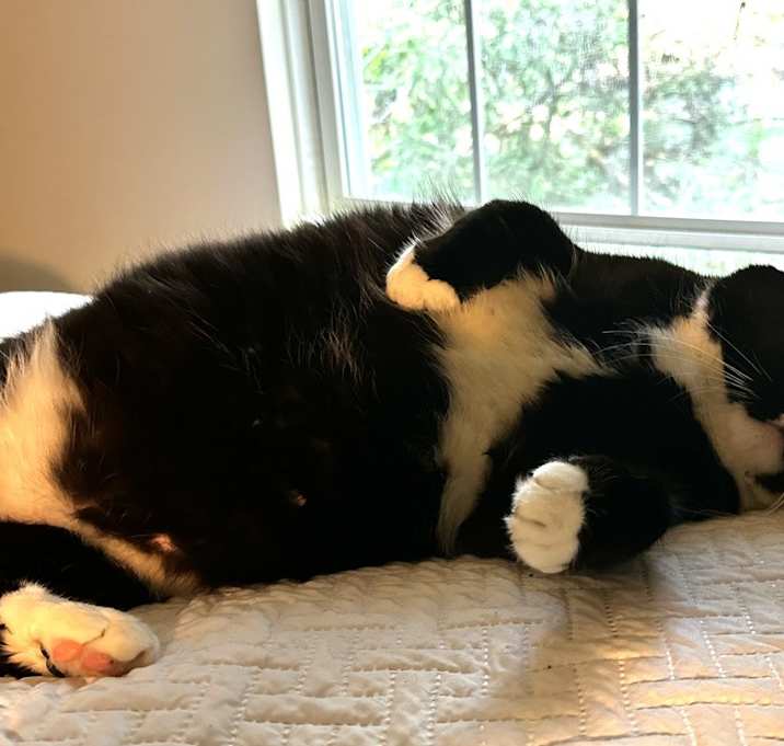 Photo of Socks (25-033 C)