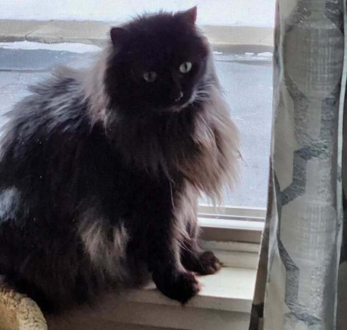 Photo of Miss Kitty